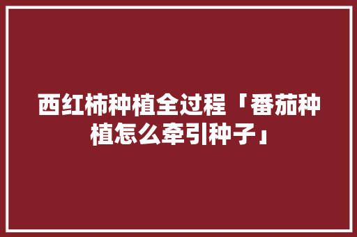 西红柿种植全过程「番茄种植怎么牵引种子」