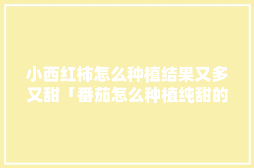 小西红柿怎么种植结果又多又甜「番茄怎么种植纯甜的」