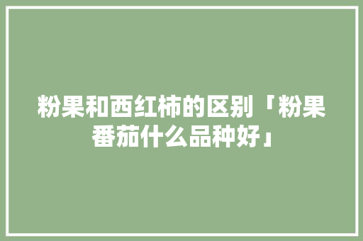 粉果和西红柿的区别「粉果番茄什么品种好」