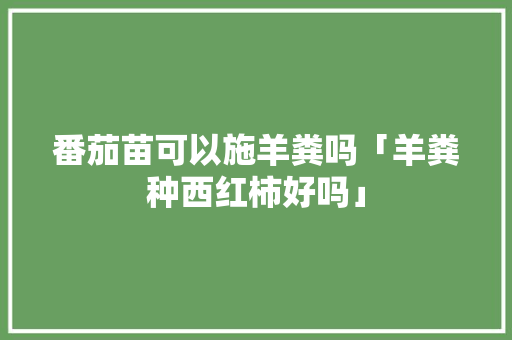 番茄苗可以施羊粪吗「羊粪种西红柿好吗」