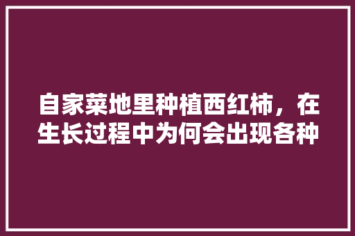 自家菜地里种植西红柿,在生长过程中为何会出现各种奇怪的形状?而大棚种植却基本不会「菜园里大番茄怎么种植的」 植物种类 自家菜地里种植西红柿,在生长过程中为何会出现各种奇怪的形状?而大棚种植却基本不会「菜园里大番茄怎么种植的」 自家菜地里种植西红柿,在生长过程中为何会出现各种奇怪的形状?而大棚种植却基本不会「菜园里大番茄怎么种植的」 植物种类