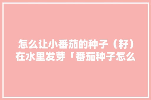 怎么让小番茄的种子（籽）在水里发芽「番茄种子怎么水培种植视频」