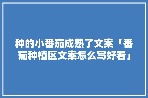 种的小番茄成熟了文案「番茄种植区文案怎么写好看」 种的小番茄成熟了文案「番茄种植区文案怎么写好看」 番茄病虫害防治