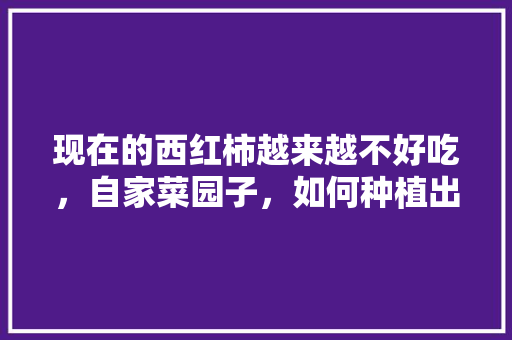 现在的西红柿越来越不好吃，自家菜园子，如何种植出好吃的西红柿「番茄好吃怎么种植视频」 现在的西红柿越来越不好吃，自家菜园子，如何种植出好吃的西红柿「番茄好吃怎么种植视频」 番茄种植技巧