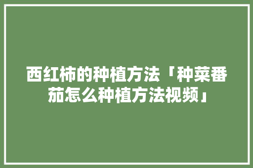 西红柿的种植方法「种菜番茄怎么种植方法视频」