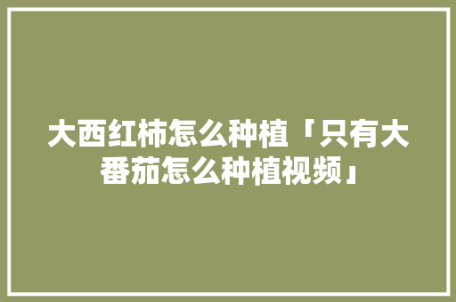 大西红柿怎么种植「只有大番茄怎么种植视频」 大西红柿怎么种植「只有大番茄怎么种植视频」 农业常识