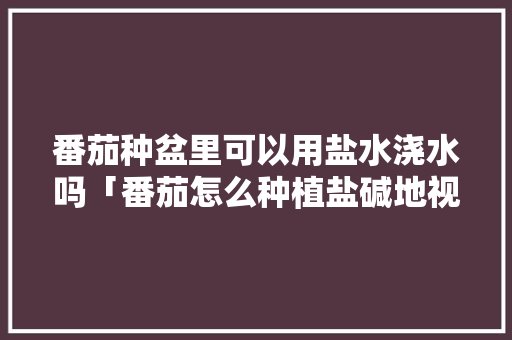 番茄种盆里可以用盐水浇水吗「番茄怎么种植盐碱地视频」