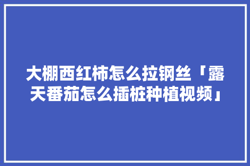 大棚西红柿怎么拉钢丝「露天番茄怎么插桩种植视频」 大棚西红柿怎么拉钢丝「露天番茄怎么插桩种植视频」 番茄种植技巧