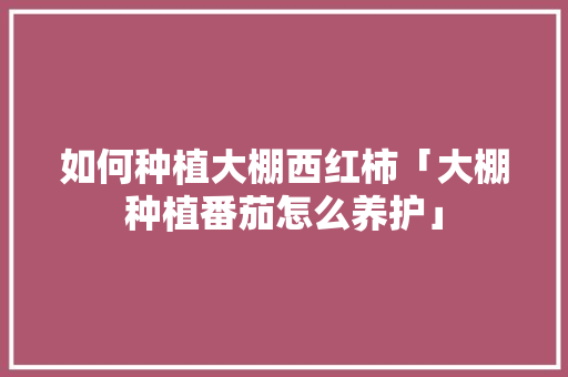 如何种植大棚西红柿「大棚种植番茄怎么养护」