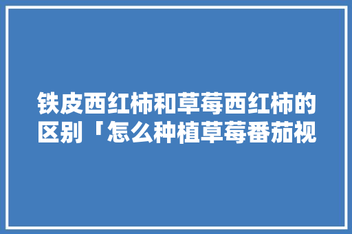 铁皮西红柿和草莓西红柿的区别「怎么种植草莓番茄视频」 铁皮西红柿和草莓西红柿的区别「怎么种植草莓番茄视频」 农业常识