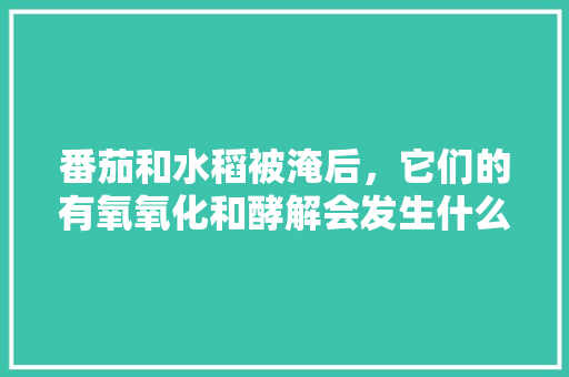 番茄和水稻被淹后，它们的有氧氧化和酵解会发生什么变化「种植番茄被淹怎么救活」 番茄和水稻被淹后，它们的有氧氧化和酵解会发生什么变化「种植番茄被淹怎么救活」 种植技巧