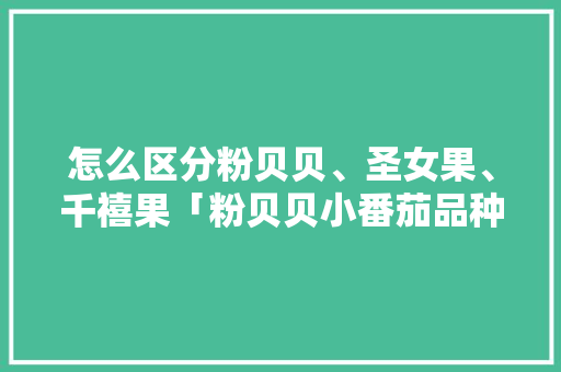 怎么区分粉贝贝、圣女果、千禧果「粉贝贝小番茄品种有哪些」 种植技巧 怎么区分粉贝贝、圣女果、千禧果「粉贝贝小番茄品种有哪些」 怎么区分粉贝贝、圣女果、千禧果「粉贝贝小番茄品种有哪些」 种植技巧