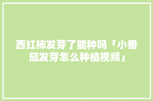 西红柿发芽了能种吗「小番茄发芽怎么种植视频」 西红柿发芽了能种吗「小番茄发芽怎么种植视频」 番茄种植技巧