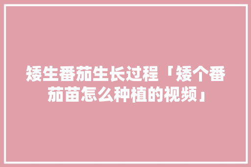 矮生番茄生长过程「矮个番茄苗怎么种植的视频」 矮生番茄生长过程「矮个番茄苗怎么种植的视频」 番茄种植技巧