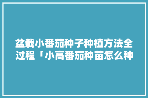盆栽小番茄种子种植方法全过程「小高番茄种苗怎么种植视频」 盆栽小番茄种子种植方法全过程「小高番茄种苗怎么种植视频」 番茄种植技巧