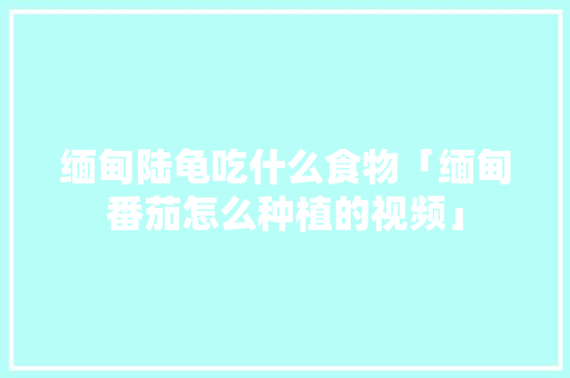 缅甸陆龟吃什么食物「缅甸番茄怎么种植的视频」