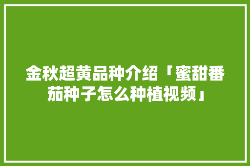 金秋超黄品种介绍「蜜甜番茄种子怎么种植视频」 金秋超黄品种介绍「蜜甜番茄种子怎么种植视频」 番茄种植技巧