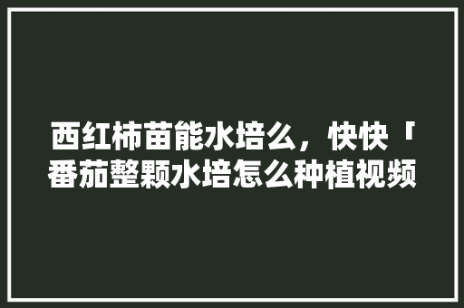 西红柿苗能水培么，快快「番茄整颗水培怎么种植视频」 西红柿苗能水培么，快快「番茄整颗水培怎么种植视频」 农业常识