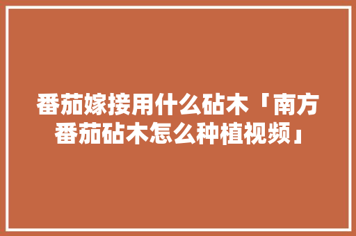 番茄嫁接用什么砧木「南方番茄砧木怎么种植视频」