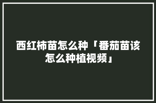 西红柿苗怎么种「番茄苗该怎么种植视频」 西红柿苗怎么种「番茄苗该怎么种植视频」 花朵知识