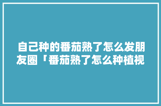 自己种的番茄熟了怎么发朋友圈「番茄熟了怎么种植视频」 自己种的番茄熟了怎么发朋友圈「番茄熟了怎么种植视频」 植物种类