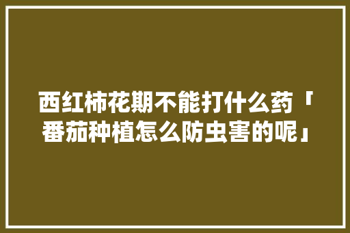 西红柿花期不能打什么药「番茄种植怎么防虫害的呢」 西红柿花期不能打什么药「番茄种植怎么防虫害的呢」 种植技巧