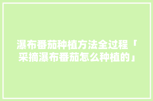 瀑布番茄种植方法全过程「采摘瀑布番茄怎么种植的」 瀑布番茄种植方法全过程「采摘瀑布番茄怎么种植的」 种植技巧