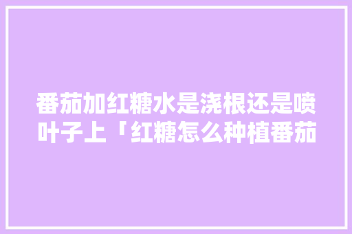 番茄加红糖水是浇根还是喷叶子上「红糖怎么种植番茄种子呢视频」