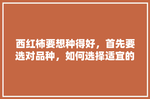西红柿要想种得好，首先要选对品种，如何选择适宜的西红柿品种「番茄怎么选购种植方法视频」 西红柿要想种得好，首先要选对品种，如何选择适宜的西红柿品种「番茄怎么选购种植方法视频」 番茄种植技巧