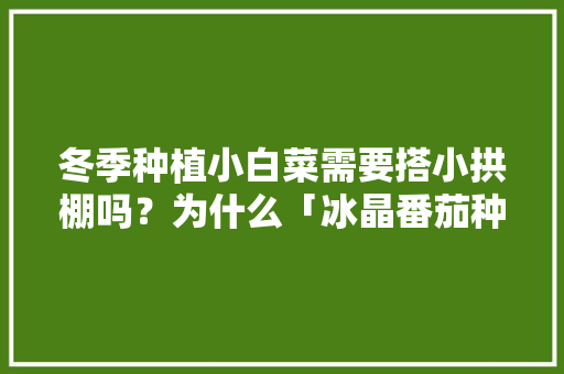 冬季种植小白菜需要搭小拱棚吗？为什么「冰晶番茄种子怎么种植的」