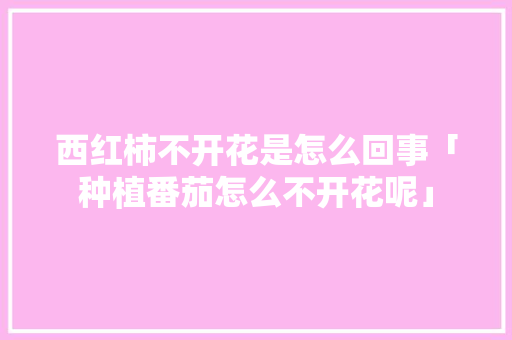 西红柿不开花是怎么回事「种植番茄怎么不开花呢」