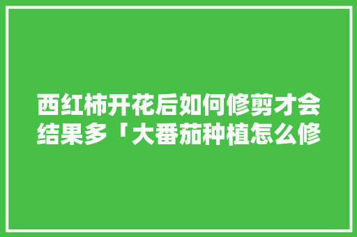 西红柿开花后如何修剪才会结果多「大番茄种植怎么修剪好看」