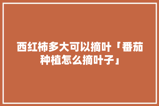 西红柿多大可以摘叶「番茄种植怎么摘叶子」 西红柿多大可以摘叶「番茄种植怎么摘叶子」 种植技巧