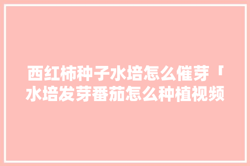 西红柿种子水培怎么催芽「水培发芽番茄怎么种植视频」 西红柿种子水培怎么催芽「水培发芽番茄怎么种植视频」 土壤施肥