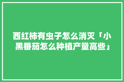 西红柿有虫子怎么消灭「小黑番茄怎么种植产量高些」