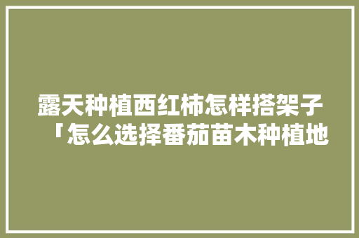 露天种植西红柿怎样搭架子「怎么选择番茄苗木种植地区」