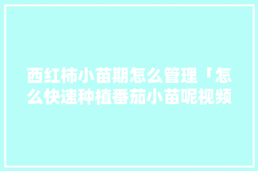 西红柿小苗期怎么管理「怎么快速种植番茄小苗呢视频」 西红柿小苗期怎么管理「怎么快速种植番茄小苗呢视频」 花朵知识