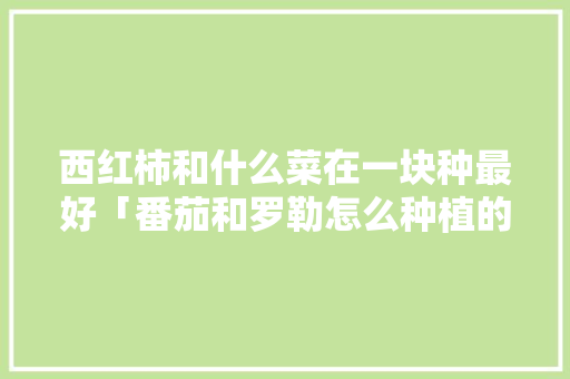 西红柿和什么菜在一块种最好「番茄和罗勒怎么种植的视频」