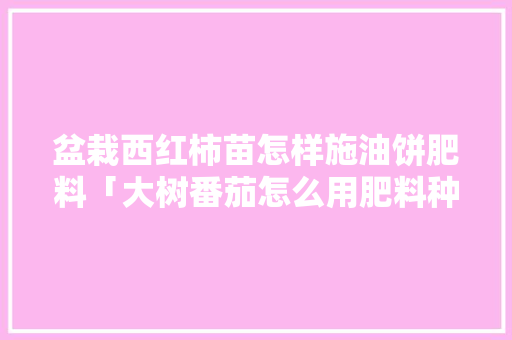 盆栽西红柿苗怎样施油饼肥料「大树番茄怎么用肥料种植的」