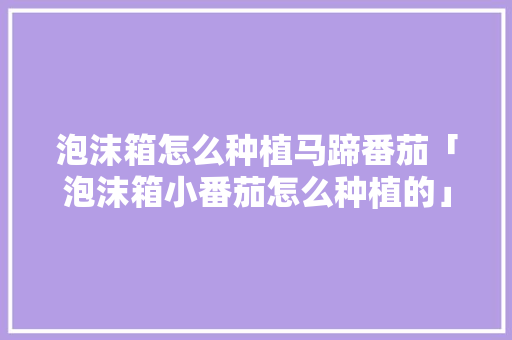 泡沫箱怎么种植马蹄番茄「泡沫箱小番茄怎么种植的」