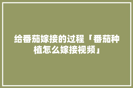 给番茄嫁接的过程「番茄种植怎么嫁接视频」