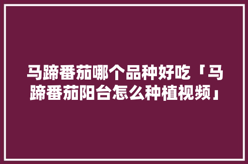 马蹄番茄哪个品种好吃「马蹄番茄阳台怎么种植视频」 马蹄番茄哪个品种好吃「马蹄番茄阳台怎么种植视频」 土壤施肥