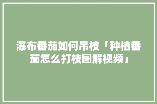 瀑布番茄如何吊枝「种植番茄怎么打枝图解视频」 瀑布番茄如何吊枝「种植番茄怎么打枝图解视频」 种植技巧