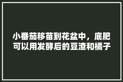小番茄移苗到花盆中，底肥可以用发酵后的豆渣和橘子皮吗？注意什么「木屑种植番茄怎么种植」 小番茄移苗到花盆中，底肥可以用发酵后的豆渣和橘子皮吗？注意什么「木屑种植番茄怎么种植」 农业常识