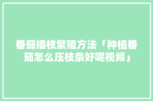 番茄插枝繁殖方法「种植番茄怎么压枝条好呢视频」