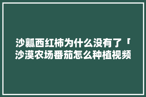 沙瓤西红柿为什么没有了「沙漠农场番茄怎么种植视频」