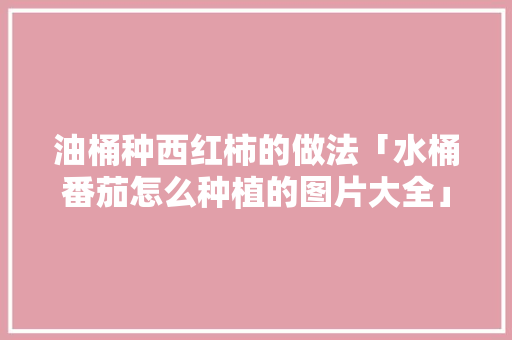 油桶种西红柿的做法「水桶番茄怎么种植的图片大全」 农业常识 油桶种西红柿的做法「水桶番茄怎么种植的图片大全」 油桶种西红柿的做法「水桶番茄怎么种植的图片大全」 农业常识