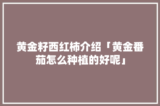 黄金籽西红柿介绍「黄金番茄怎么种植的好呢」