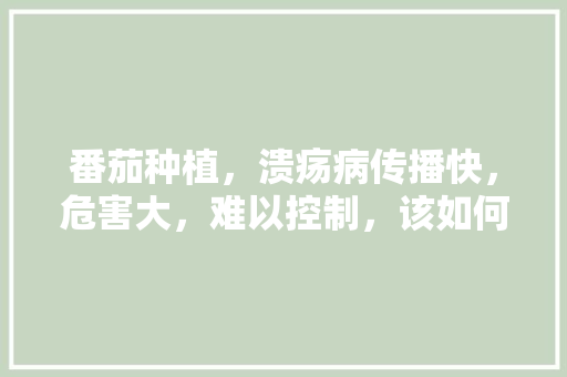 番茄种植，溃疡病传播快，危害大，难以控制，该如何进行防治呢「番茄溃疡病的防治」