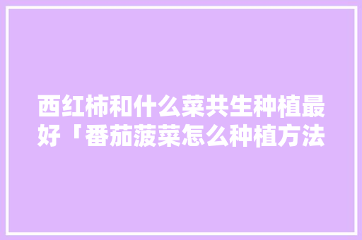 西红柿和什么菜共生种植最好「番茄菠菜怎么种植方法」